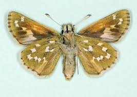 Attēlu rezultāti vaicājumam “Hesperia comma male”