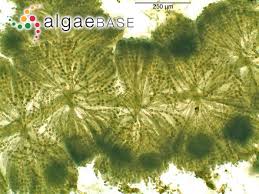 Attēlu rezultāti vaicājumam “Batrachospermum moniliforme”