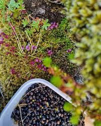 Attēlu rezultāti vaicājumam “Empetrum nigrum fruit”