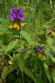 Attēlu rezultāti vaicājumam “Melampyrum nemorosum”