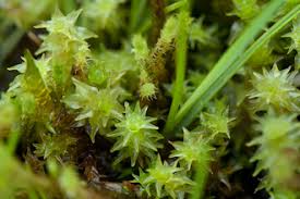 Attēlu rezultāti vaicājumam “Gymnostomum aeruginosum”