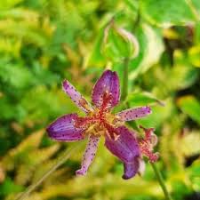 Image result for Tricyrtis `Black Beauty`