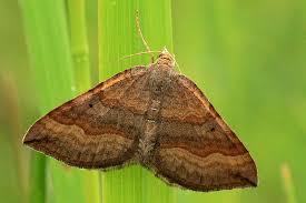 Attēlu rezultāti vaicājumam “Scotopteryx chenopodiata”