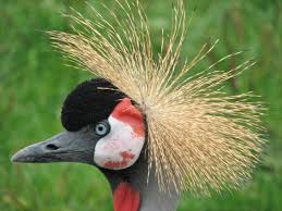 Attēlu rezultāti vaicājumam “Gruiformes”