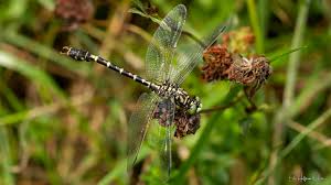 Attēlu rezultāti vaicājumam “Onychogomphus forcipatus”
