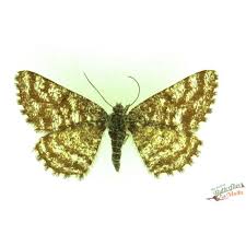 Attēlu rezultāti vaicājumam “Ematurga atomaria male”