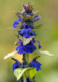 Attēlu rezultāti vaicājumam “Ajuga genevensis flower”