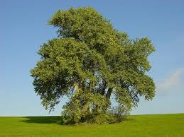 Attēlu rezultāti vaicājumam “Populus x berolinensis leaf”