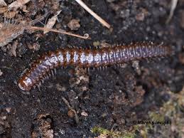 Attēlu rezultāti vaicājumam “Craspedosoma rawlinsi”