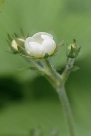 Attēlu rezultāti vaicājumam “Fragaria moschata flower”