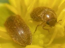 Attēlu rezultāti vaicājumam “Byturus ochraceus”