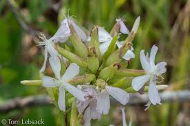 Attēlu rezultāti vaicājumam “Saponaria officinalis”