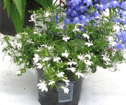 Image result for Männertreu