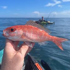 Image result for Rhomboplites aurorubens