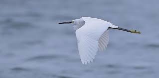 Image result for Egretta garzetta