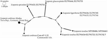 Attēlu rezultāti vaicājumam “Scapania mucronata macro”