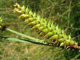 Attēlu rezultāti vaicājumam “Carex rostrata”