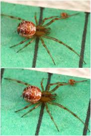 Attēlu rezultāti vaicājumam “Phylloneta sp.”