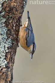 Image result for Sitta europaea