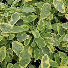 Attēlu rezultāti vaicājumam “Salvia officinalis leaf”