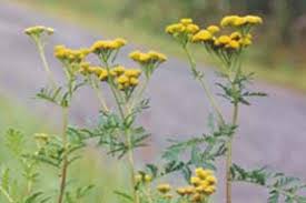 Attēlu rezultāti vaicājumam “Tanacetum vulgare flower”