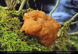 Attēlu rezultāti vaicājumam “Discina perlata”