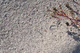 Attēlu rezultāti vaicājumam “Corispermum hyssopifolium fruit”