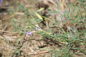 Attēlu rezultāti vaicājumam “Astragalus arenarius leaf”