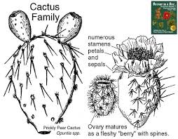 Image result for Cactaceae