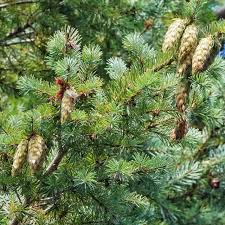 Attēlu rezultāti vaicājumam “Pseudotsuga menziesii flower”