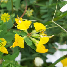 Attēlu rezultāti vaicājumam “Lotus corniculatus flower”