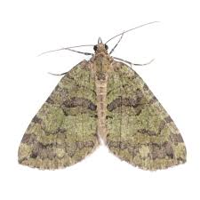 Attēlu rezultāti vaicājumam “Hydriomena furcata”