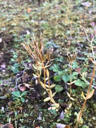 Attēlu rezultāti vaicājumam “Centaurium erythraea bud”