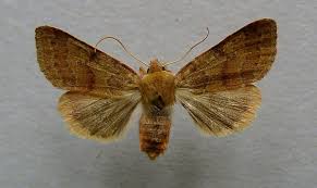 Attēlu rezultāti vaicājumam “Agrochola helvola imago”