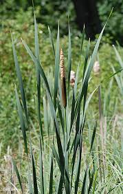Attēlu rezultāti vaicājumam “Typha angustifolia  fruit”