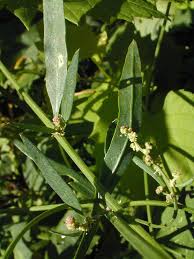 Attēlu rezultāti vaicājumam “Cinclidium stygium”