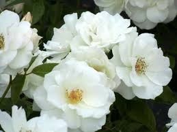 「アイスバーグ」の画像検索結果