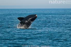 Image result for Eubalaena glacialis