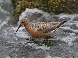 Attēlu rezultāti vaicājumam “Calidris canutus adult”