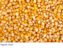 Attēlu rezultāti vaicājumam “Zea mays”