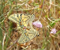 Attēlu rezultāti vaicājumam “Papilio machaon upperside”