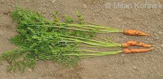 Attēlu rezultāti vaicājumam “Daucus sativus”