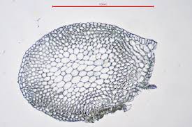 Attēlu rezultāti vaicājumam “Sphagnum fallax”