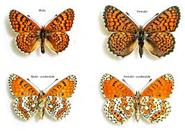 Attēlu rezultāti vaicājumam “Melitaea cinxia upperside”