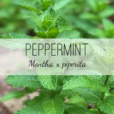 Attēlu rezultāti vaicājumam “Mentha x piperita leaf”