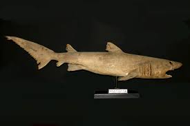 Image result for Odontaspis ferox