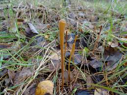 Attēlu rezultāti vaicājumam “Typhula setipes”