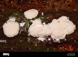 Attēlu rezultāti vaicājumam “Fuligo septica var. candida”