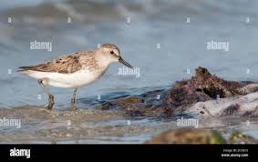 Image result for Calidris pusilla