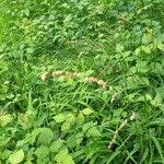 Attēlu rezultāti vaicājumam “Melica nutans leaf”